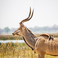 Buy canvas prints of Kudu with Oxpeckers by Graham Prentice