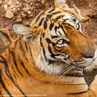 Buy canvas prints of Bengal Tiger - India by Graham Prentice