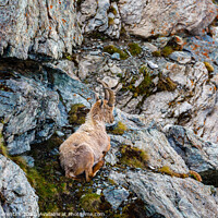 Buy canvas prints of Alpine Ibex by Graham Prentice