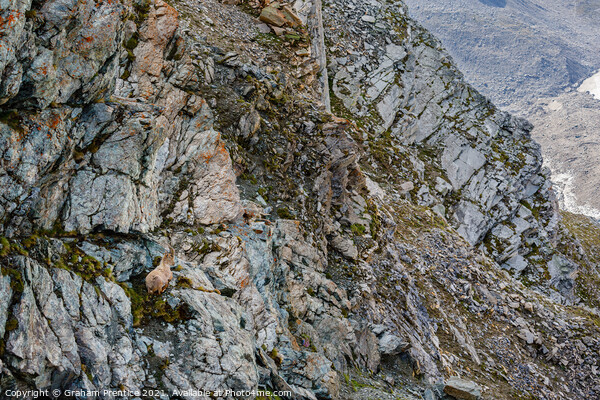 Alpine Ibex, Switzerland Picture Board by Graham Prentice