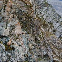 Buy canvas prints of Alpine Ibex, Switzerland by Graham Prentice