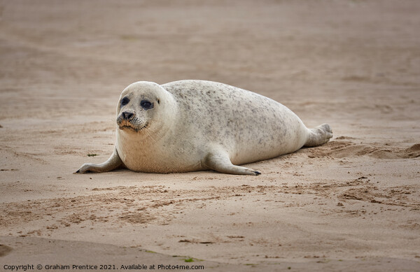 A Seal Pup on Blakeney Point, Norfolk Picture Board by Graham Prentice
