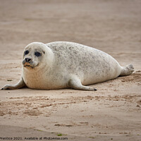 Buy canvas prints of A Seal Pup on Blakeney Point, Norfolk by Graham Prentice
