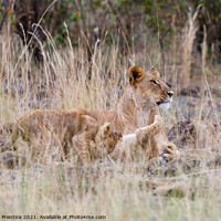 Buy canvas prints of Lioness and Cubs by Graham Prentice