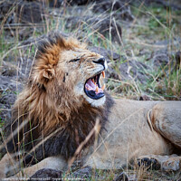 Buy canvas prints of Mara Lion by Graham Prentice