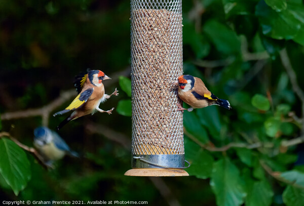 Squabbling Goldfinches Picture Board by Graham Prentice