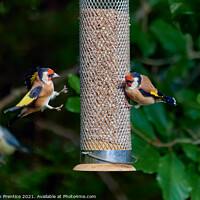 Buy canvas prints of Squabbling Goldfinches by Graham Prentice