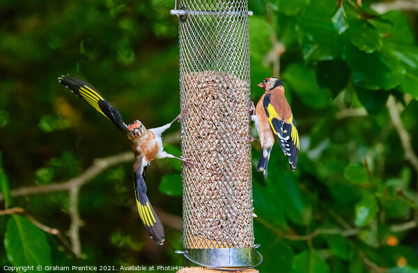 Squabbling Goldfinches Picture Board by Graham Prentice