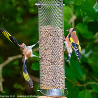 Buy canvas prints of Squabbling Goldfinches by Graham Prentice