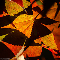 Buy canvas prints of Acer Leaves and Shadows by Graham Prentice