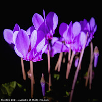 Buy canvas prints of Cyclamen hederifolium by Graham Prentice