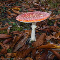 Buy canvas prints of Fly agaric, Amanita muscaria, fruiting body by Graham Prentice