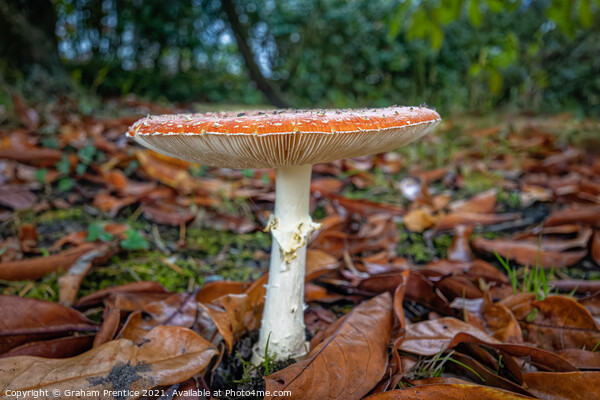 Fly agaric, Amanita muscaria, fruiting body Picture Board by Graham Prentice