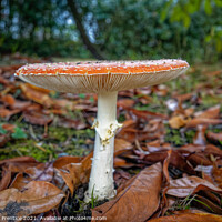 Buy canvas prints of Fly agaric, Amanita muscaria, fruiting body by Graham Prentice