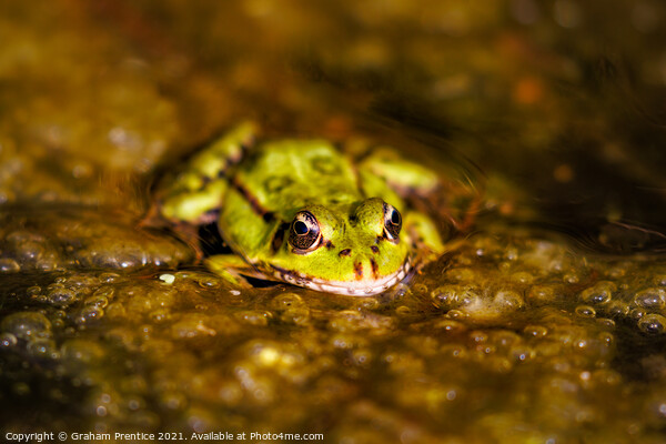 Marsh Frog (Pelophylax ridibundus)  Picture Board by Graham Prentice