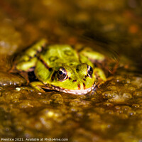 Buy canvas prints of Marsh Frog (Pelophylax ridibundus)  by Graham Prentice