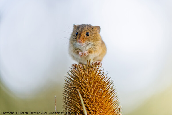 Harvest Mouse on Teasel Picture Board by Graham Prentice