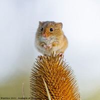 Buy canvas prints of Harvest Mouse on Teasel by Graham Prentice
