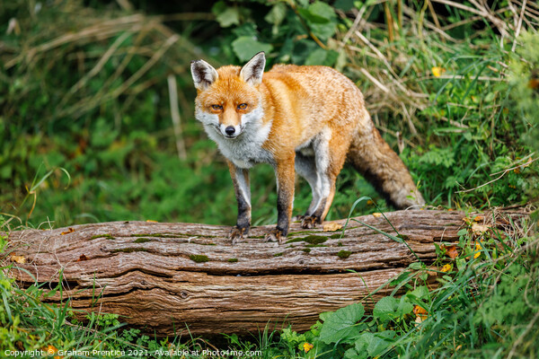 Fox Standing on Log Picture Board by Graham Prentice