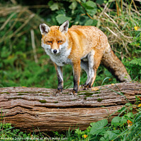 Buy canvas prints of Fox Standing on Log by Graham Prentice