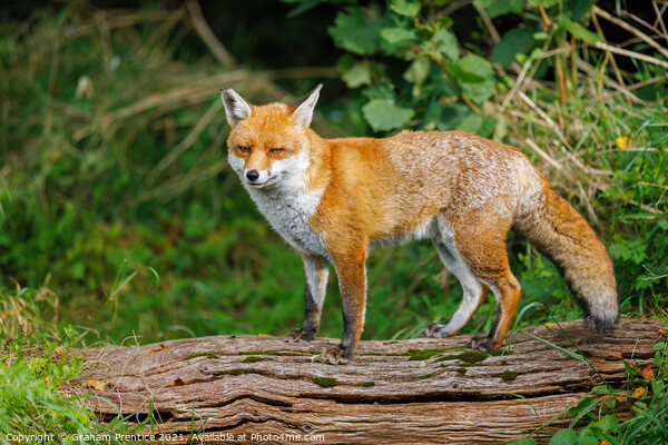 Fox Standing on Log Picture Board by Graham Prentice
