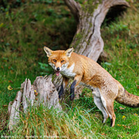 Buy canvas prints of Fox (Vulpes vulpes) by Graham Prentice