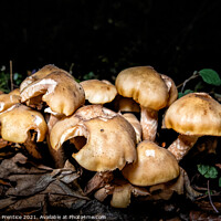 Buy canvas prints of Autumnal Fungi at Night by Graham Prentice