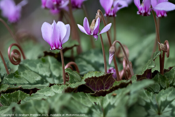 Cyclamen hederifolium (ivy-leaved cyclamen) Picture Board by Graham Prentice
