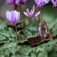 Buy canvas prints of Cyclamen hederifolium (ivy-leaved cyclamen) by Graham Prentice