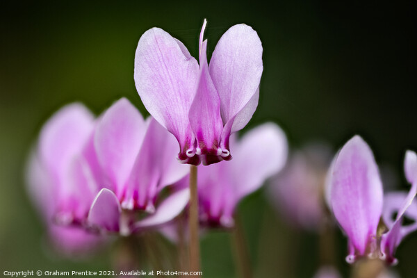 cyclamen hederifolium, ivy-leaved cyclamen Picture Board by Graham Prentice