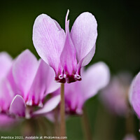 Buy canvas prints of cyclamen hederifolium, ivy-leaved cyclamen by Graham Prentice
