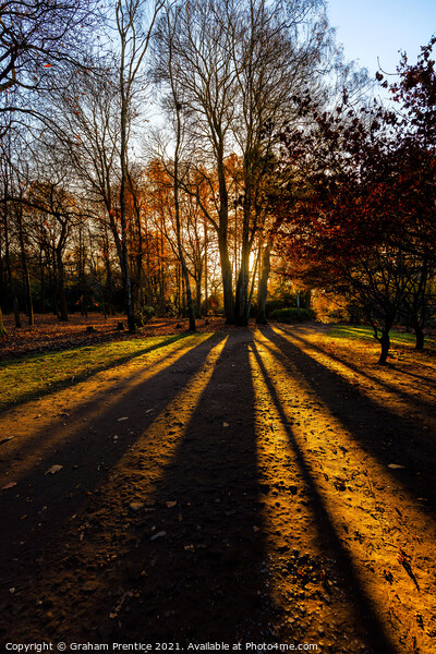 Setting Sun Through Trees Picture Board by Graham Prentice