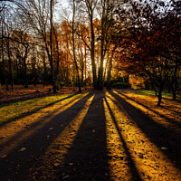 Buy canvas prints of Setting Sun Through Trees by Graham Prentice