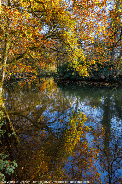Reflections of Autumn Foliage Picture Board by Graham Prentice