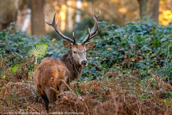 Red Deer in Richmond Park Picture Board by Graham Prentice