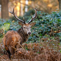 Buy canvas prints of Red Deer in Richmond Park by Graham Prentice