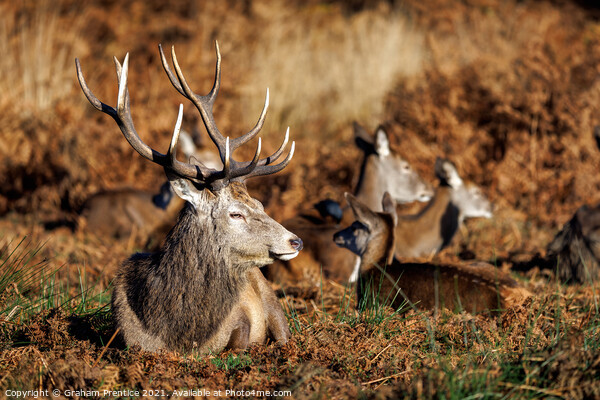 Red Deer Stag in Richmond Park Picture Board by Graham Prentice