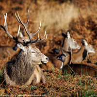 Buy canvas prints of Red Deer Stag in Richmond Park by Graham Prentice