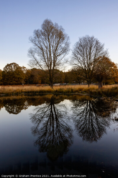 Richmond Park Morning Picture Board by Graham Prentice