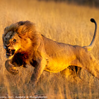 Buy canvas prints of Aggressive Young Lion by Graham Prentice