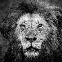 Buy canvas prints of One Eyed Lion by Graham Prentice