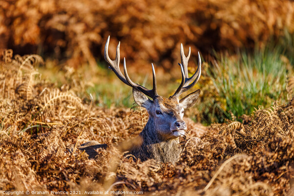 Red Deer Stag in Richmond Park Picture Board by Graham Prentice