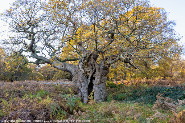 Royal Oak, Richmond Park - a 750 year old oak tree Picture Board by Graham Prentice