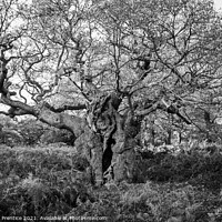 Buy canvas prints of Royal Oak, Richmond Park - a 750 year old oak tree by Graham Prentice