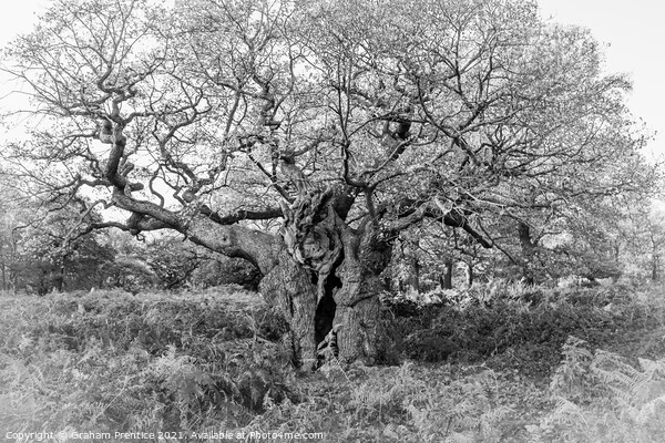 Royal Oak, Richmond Park - a 750 year old oak tree Picture Board by Graham Prentice