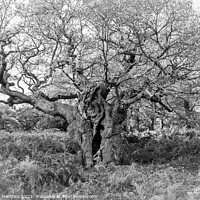 Buy canvas prints of Royal Oak, Richmond Park - a 750 year old oak tree by Graham Prentice