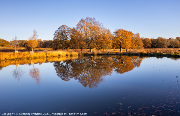 Leg of Mutton Pond in Richmond Park Picture Board by Graham Prentice
