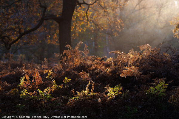 Bracken Lit by Morning Light, Richmond Park Picture Board by Graham Prentice