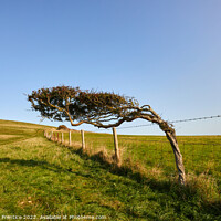 Buy canvas prints of Windswept Tree by Graham Prentice