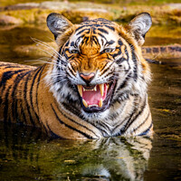 Buy canvas prints of Bengal Tigress by Graham Prentice